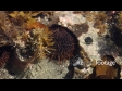 Kina Sea Life 1 2356